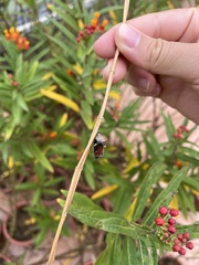 Danaus chrysippus