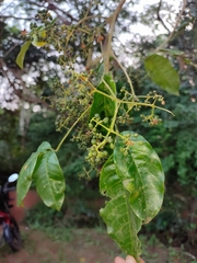 Melicope lunu-ankenda