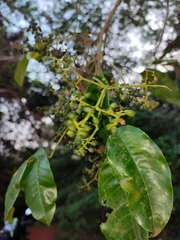 Melicope lunu-ankenda