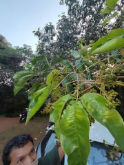 Melicope lunu-ankenda