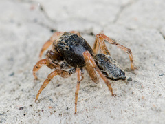 Yllenus uiguricus
