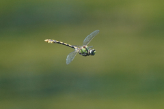Ophiogomphus occidentis