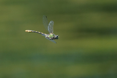 Ophiogomphus occidentis