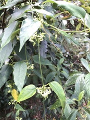Leichhardtia longiloba