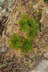 Selaginella tamariscina