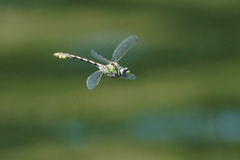 Ophiogomphus occidentis