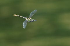 Ophiogomphus occidentis