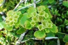 Chrysosplenium tetrandrum