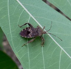 Acanthocoris