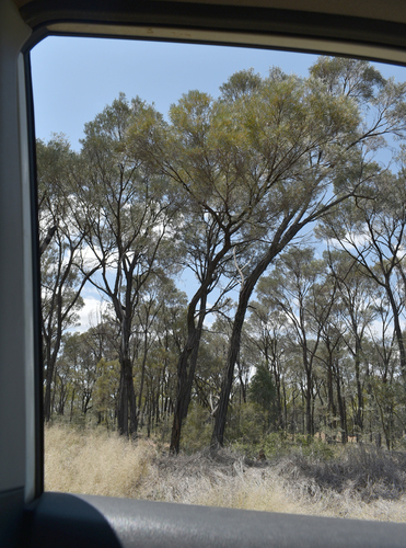 Acacia argyrodendron
