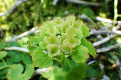 Chrysosplenium tetrandrum