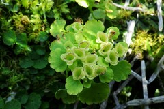 Chrysosplenium tetrandrum