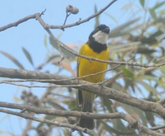 Pachycephala fuliginosa