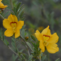 Petalostylis labicheoides