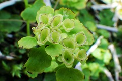 Chrysosplenium tetrandrum
