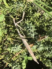 Archimantis latistyla