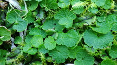 Chrysosplenium tetrandrum