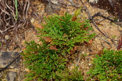 Selaginella tamariscina