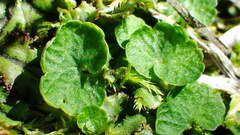 Chrysosplenium tetrandrum