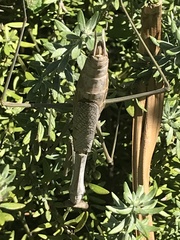 Archimantis latistyla