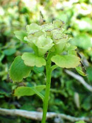 Chrysosplenium tetrandrum