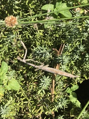 Archimantis latistyla