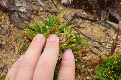 Selaginella tamariscina