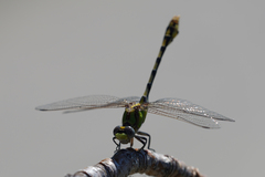 Ophiogomphus occidentis