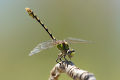 Ophiogomphus occidentis