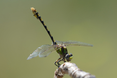 Ophiogomphus occidentis