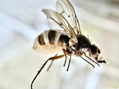 Entomophthora