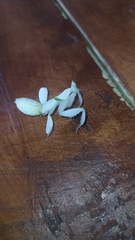 Hymenopus coronatus