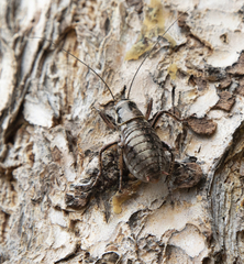 Cyphoderris monstrosa