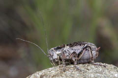 Cyphoderris monstrosa
