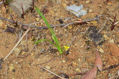Hypoxis aurea