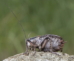 Cyphoderris monstrosa