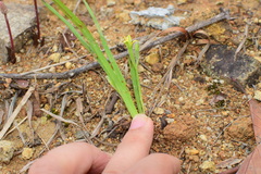 Hypoxis aurea