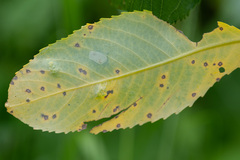 Ramularia rosea