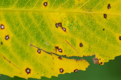 Ramularia rosea