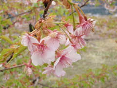 Prunus serrulata