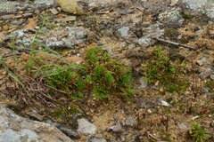 Selaginella tamariscina