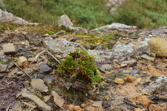 Selaginella tamariscina