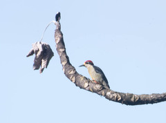 Melanerpes pucherani