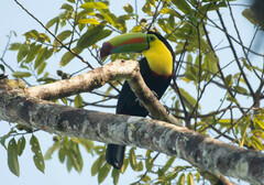 Ramphastos sulfuratus