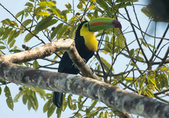 Ramphastos sulfuratus