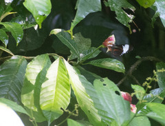 Heliconius cydno