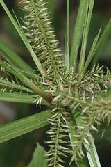 Cyperus mutisii