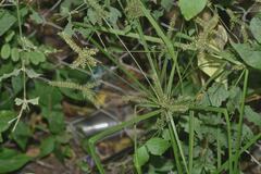 Cyperus mutisii