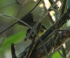 Myiobius sulphureipygius