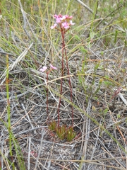 Stylidium lineare